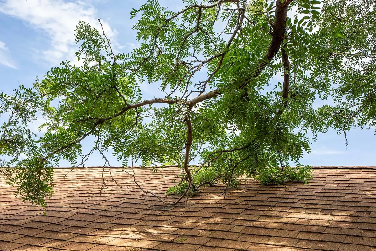 What to Do If Your Roof Has Tree Damage